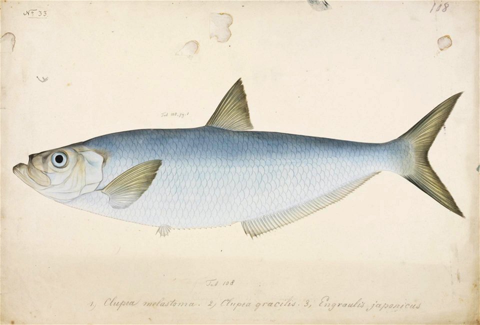 Naturalis Biodiversity Center - RMNH.ART.35 - Ilisha elongata (Bennett) - Kawahara Keiga - 1823 - 1829 - Siebold Collection - pencil drawing - water colour