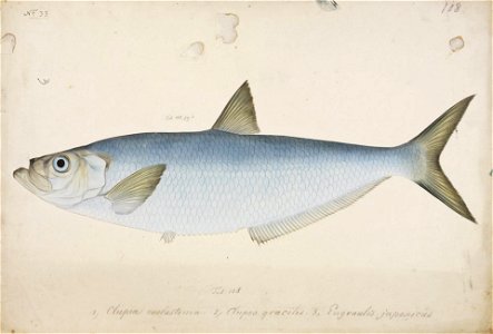 Naturalis Biodiversity Center - RMNH.ART.35 - Ilisha elongata (Bennett) - Kawahara Keiga - 1823 - 1829 - Siebold Collection - pencil drawing - water colour