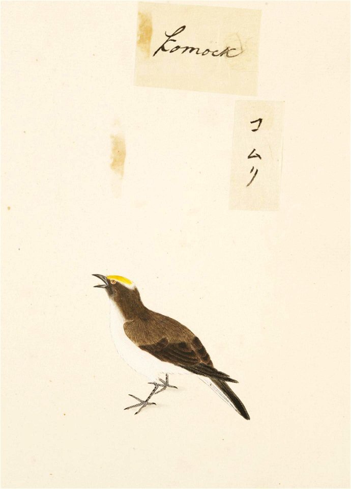 Naturalis Biodiversity Center - RMNH.ART.425 - Sturnus philippensis - Kawahara Keiga - 1823 - 1829 - Siebold Collection - pencil drawing - water colour