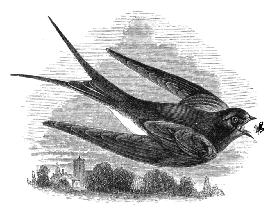 Natural History, Birds - Chimney Swallow