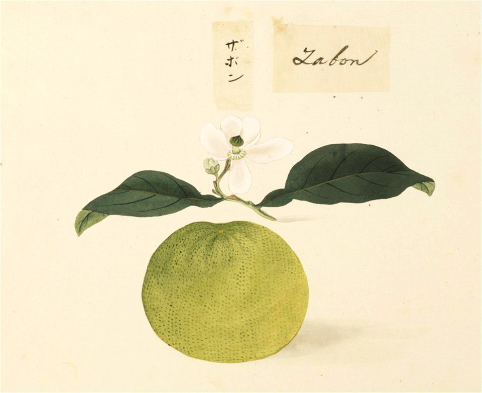 Naturalis Biodiversity Center - RMNH.ART.627 - Citrus grandis, Citrus maxima - Kawahara Keiga - 1823 - 1829 - Siebold Collection - pencil drawing - water colour