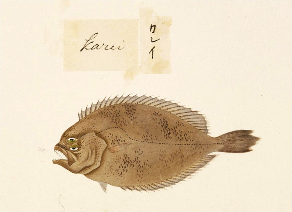 Naturalis Biodiversity Center - RMNH.ART.505 - Paralichthys olivaceus - Kawahara Keiga - 1823 - 1829 - Siebold Collection - pencil drawing - water colour