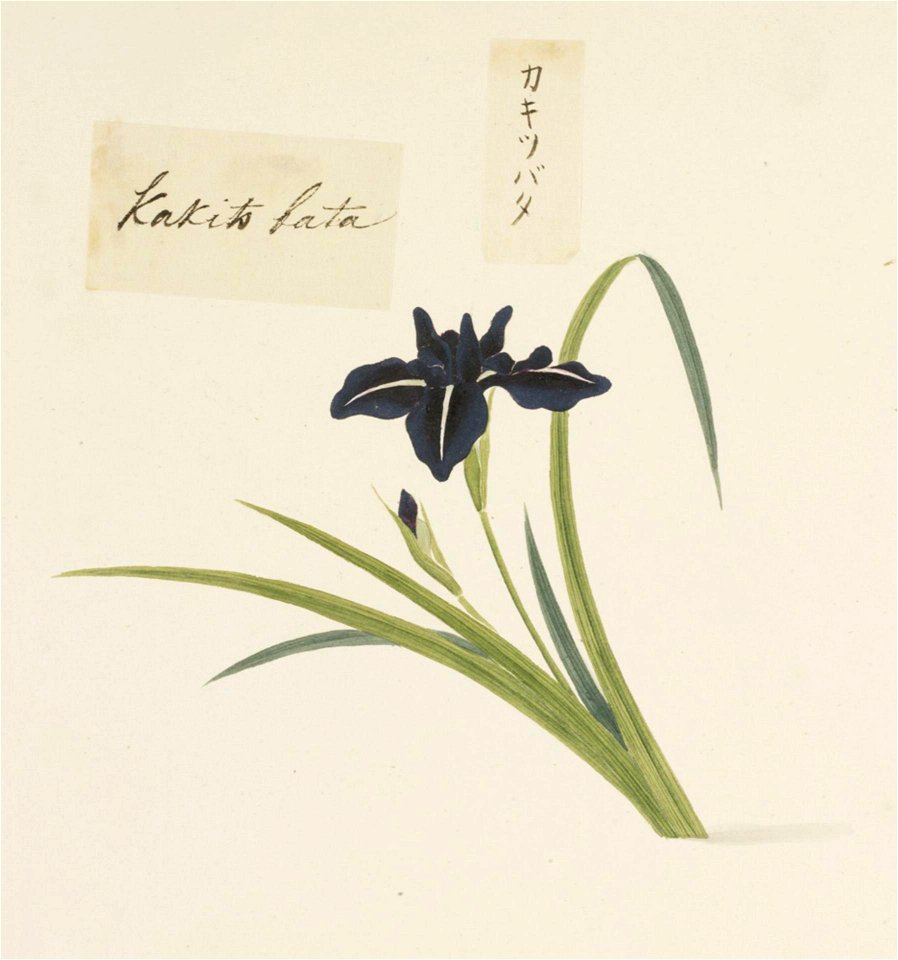 Naturalis Biodiversity Center - RMNH.ART.728 - Iris laevigata - Kawahara Keiga - 1823 - 1829 - Siebold Collection - pencil drawing - water colour