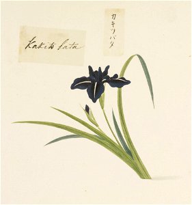 Naturalis Biodiversity Center - RMNH.ART.728 - Iris laevigata - Kawahara Keiga - 1823 - 1829 - Siebold Collection - pencil drawing - water colour