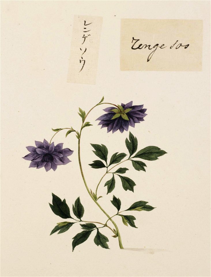 Naturalis Biodiversity Center - RMNH.ART.675 - Astragalus sinicus - Kawahara Keiga - 1823 - 1829 - Siebold Collection - pencil drawing - water colour