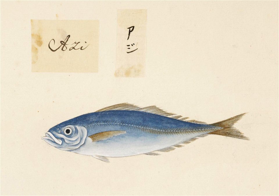 Naturalis Biodiversity Center - RMNH.ART.483 - A species of Decapterus - Kawahara Keiga - 1823 - 1829 - Siebold Collection - pencil drawing - water colour