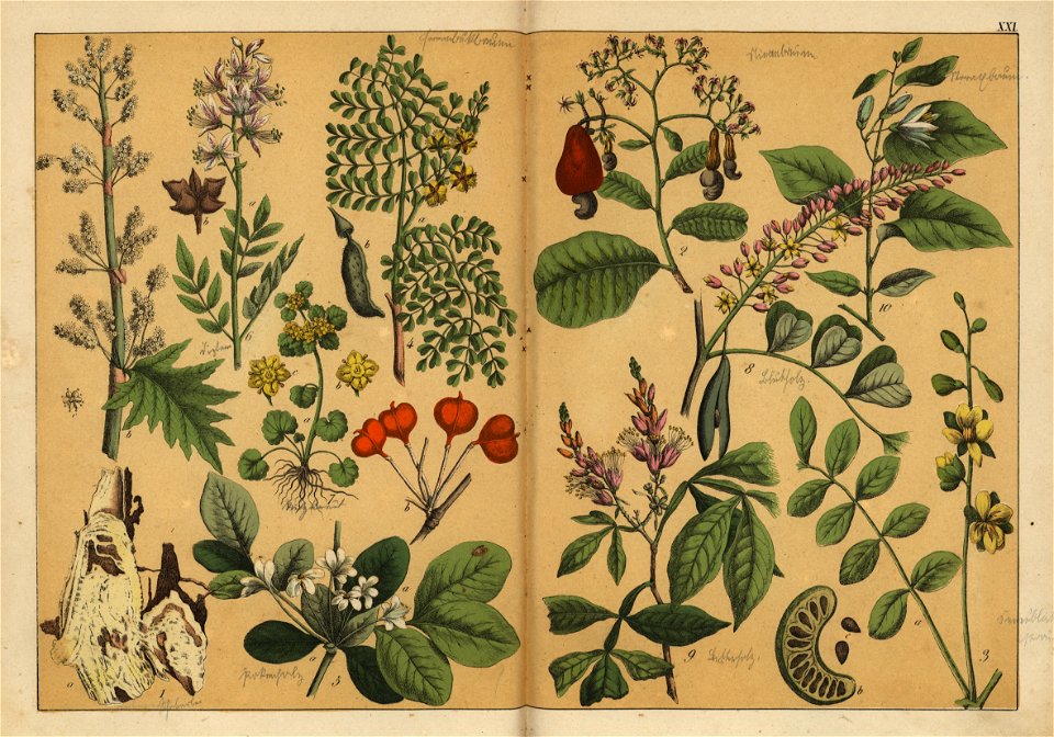Naturgeschichte des Pflanzenreichs, Eßlingen 1870 - Tafel 021