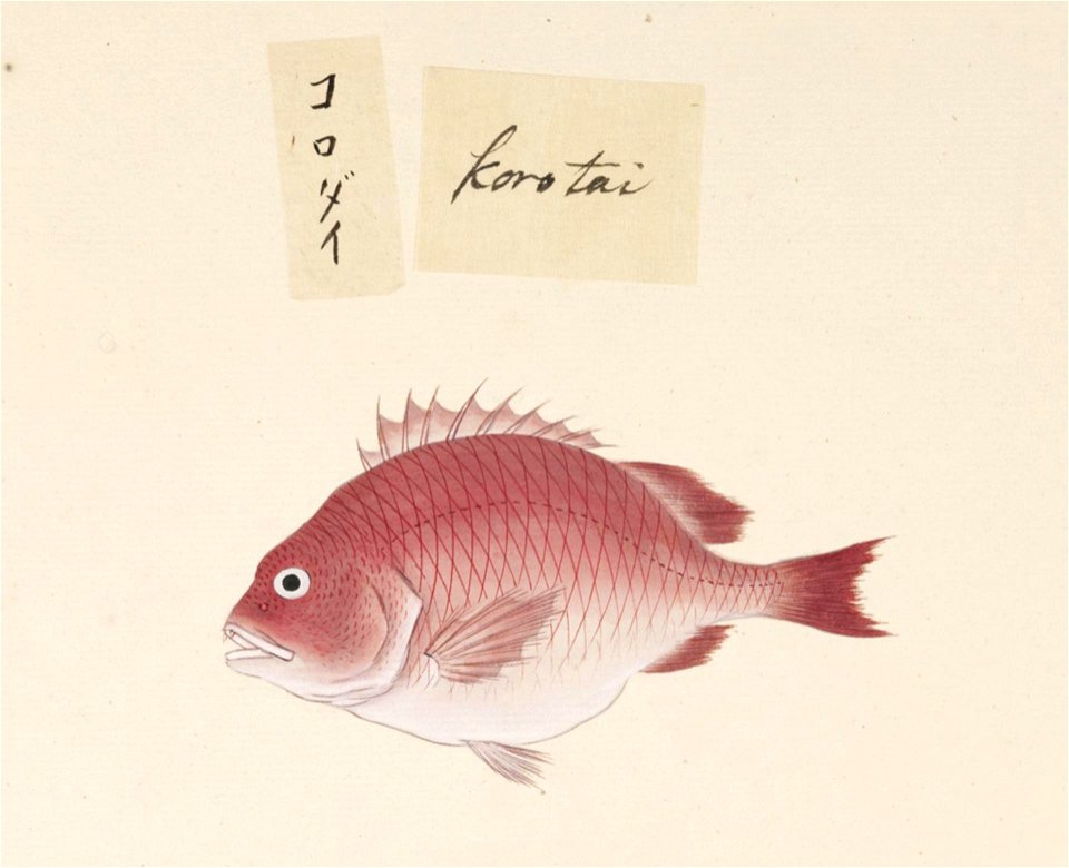 Naturalis Biodiversity Center - RMNH.ART.503 - Unidentified fish - Kawahara Keiga - 1823 - 1829 - Siebold Collection - pencil drawing - water colour
