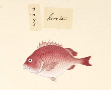 Naturalis Biodiversity Center - RMNH.ART.503 - Unidentified fish - Kawahara Keiga - 1823 - 1829 - Siebold Collection - pencil drawing - water colour