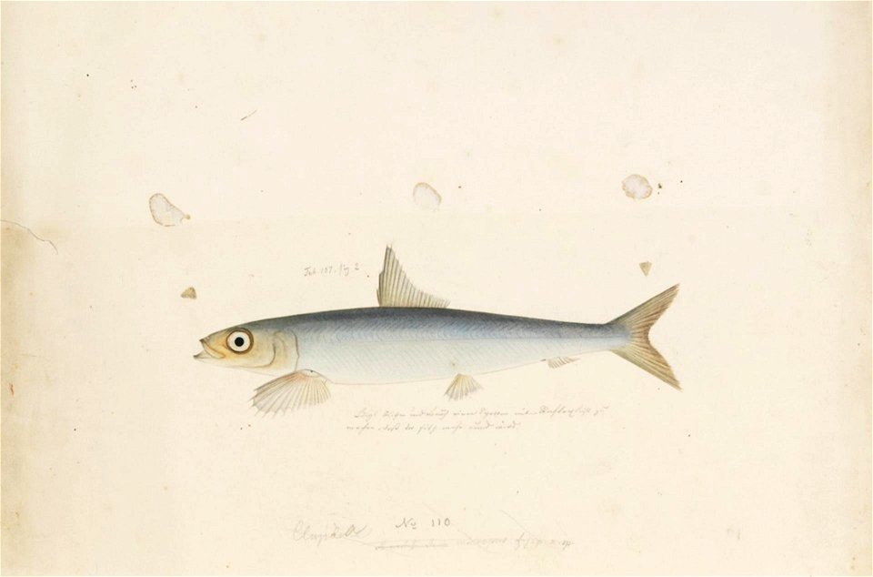 Naturalis Biodiversity Center - RMNH.ART.146 - Etrumeus teres De Kay - Kawahara Keiga - 1823 - 1829 - Siebold Collection - pencil drawing - water colour