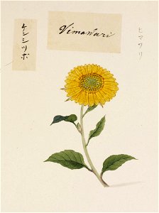 Naturalis Biodiversity Center - RMNH.ART.746 - Helianthus annuus - Kawahara Keiga - 1823 - 1829 - Siebold Collection - pencil drawing - water colour