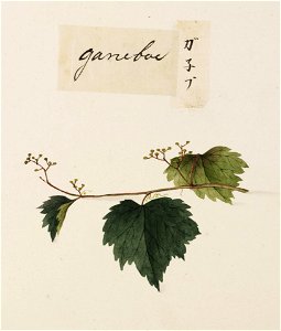 Naturalis Biodiversity Center - RMNH.ART.666 - Unidentified plant - Kawahara Keiga - 1823 - 1829 - Siebold Collection - pencil drawing - water colour