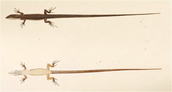 Naturalis Biodiversity Center - RMNH.ART.271 - Takydromus tachydromoides - Kawahara Keiga - 1823 - 1829 - Siebold Collection - pencil drawing - water colour