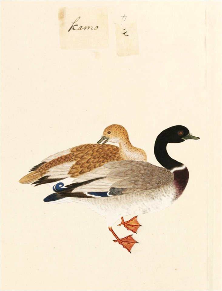 Naturalis Biodiversity Center - RMNH.ART.444 - Anas platyrhynchos - Kawahara Keiga - 1823 - 1829 - Siebold Collection - pencil drawing - water colour