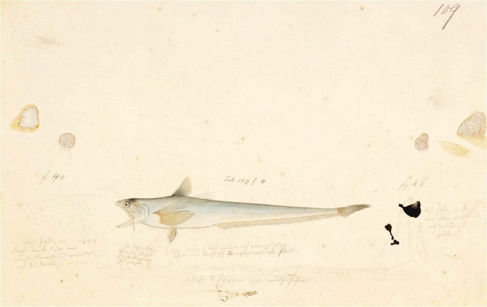 Naturalis Biodiversity Center - RMNH.ART.153 - Coilia nasus (Temminck and Schlegel) - Kawahara Keiga - 1823 - 1829 - Siebold Collection - pencil drawing - water colour