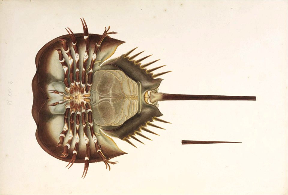 Naturalis Biodiversity Center - RMNH.ART.28 - Tachypleus tridentatus - Kawahara Keiga - 1823 - 1829 - Siebold Collection - pencil drawing - water colour