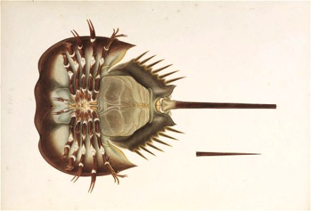 Naturalis Biodiversity Center - RMNH.ART.28 - Tachypleus tridentatus - Kawahara Keiga - 1823 - 1829 - Siebold Collection - pencil drawing - water colour