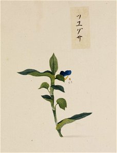 Naturalis Biodiversity Center - RMNH.ART.767 - Commelina communis L. - Kawahara Keiga - 1823 - 1829 - Siebold Collection - pencil drawing - water colour