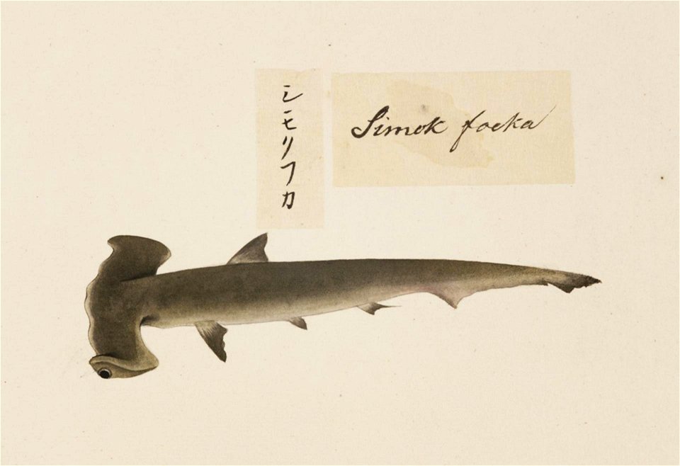 Naturalis Biodiversity Center - RMNH.ART.527 - Sphyrna zygaena - Kawahara Keiga - 1823 - 1829 - Siebold Collection - pencil drawing - water colour