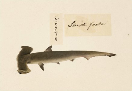 Naturalis Biodiversity Center - RMNH.ART.527 - Sphyrna zygaena - Kawahara Keiga - 1823 - 1829 - Siebold Collection - pencil drawing - water colour