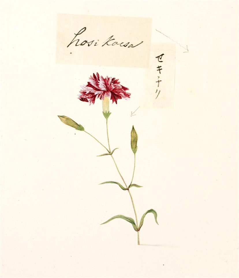Naturalis Biodiversity Center - RMNH.ART.756 - Dianthus caryophyllus - Kawahara Keiga - 1823 - 1829 - Siebold Collection - pencil drawing - water colour