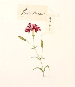 Naturalis Biodiversity Center - RMNH.ART.756 - Dianthus caryophyllus - Kawahara Keiga - 1823 - 1829 - Siebold Collection - pencil drawing - water colour