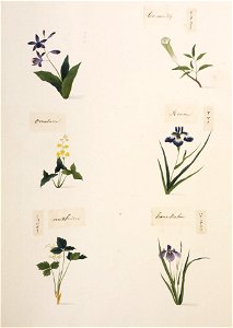 Naturalis Biodiversity Center - RMNH.ART.349-Iris ensata var. ensata-Cryptotaenia japonica-Iris sanguinea-Sagittaria trifolia-Acorus calamus-Bletilla striata-Kawahara Keiga - 1823-1829 - Siebold Collection - drawing-water colour. Free illustration for personal and commercial use.