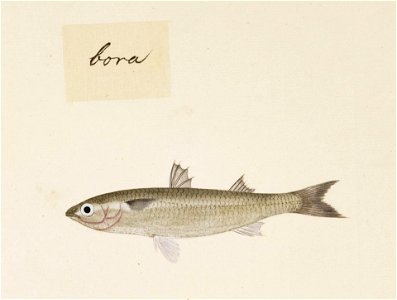 Naturalis Biodiversity Center - RMNH.ART.511 - Mugil cephalus Linnaeus - Kawahara Keiga - 1823 - 1829 - Siebold Collection - pencil drawing - water colour