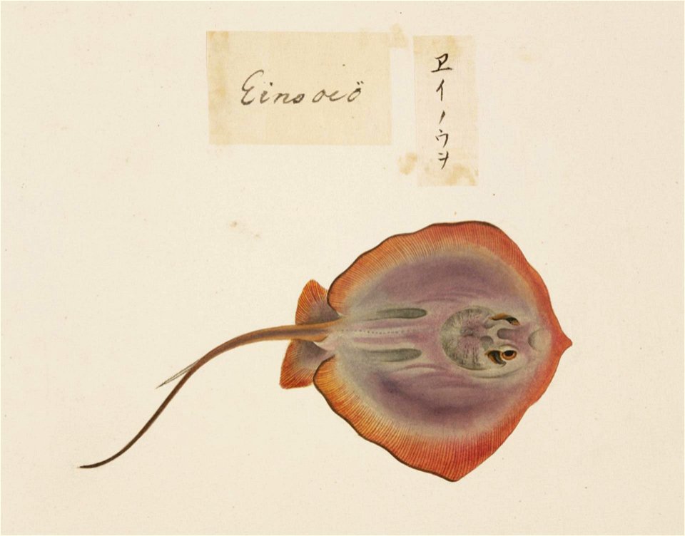 Naturalis Biodiversity Center - RMNH.ART.535 - Dasyatis akajei - Kawahara Keiga - 1823 - 1829 - Siebold Collection - pencil drawing - water colour