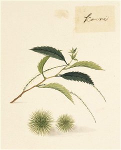 Naturalis Biodiversity Center - RMNH.ART.647 - Castanea crenata - Kawahara Keiga - 1823 - 1829 - Siebold Collection - pencil drawing - water colour