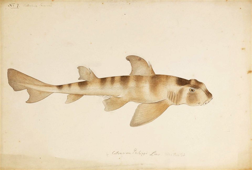 Naturalis Biodiversity Center - RMNH.ART.251 - Heterodontus japonicus (Dumeril) - Kawahara Keiga - 1823 - 1829 - Siebold Collection - pencil drawing - water colour