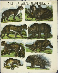 Naturis artis magistra-Catchpenny print-PRENT 0053