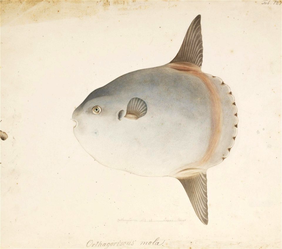 Naturalis Biodiversity Center - RMNH.ART.175 - Mola mola (Linnaeus) - Kawahara Keiga - 1823 - 1829 - Siebold Collection - pencil drawing - water colour
