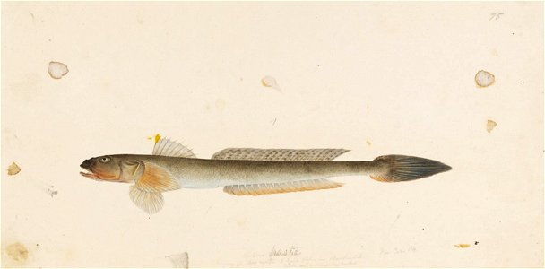 Naturalis Biodiversity Center - RMNH.ART.770 - Acanthogobius hasta (Temminck and Schlegel) - Kawahara Keiga - 1823 - 1829 - Siebold Collection - pencil drawing - water colour