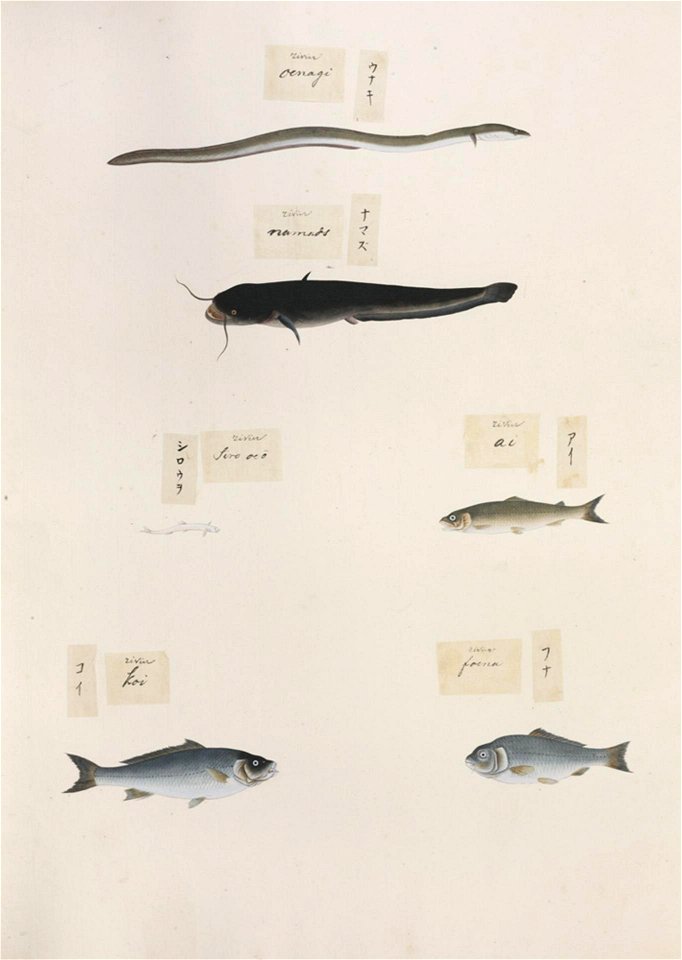 Naturalis Biodiversity Center - RMNH.ART.309-Anguilla japonica-Silurus asotus-Plecoglossus altivelis-Salanx-Neosalanx-Carassius sp.-Kawahara Keiga-1823-1829-Siebold Collection-pencil drawing-water colour