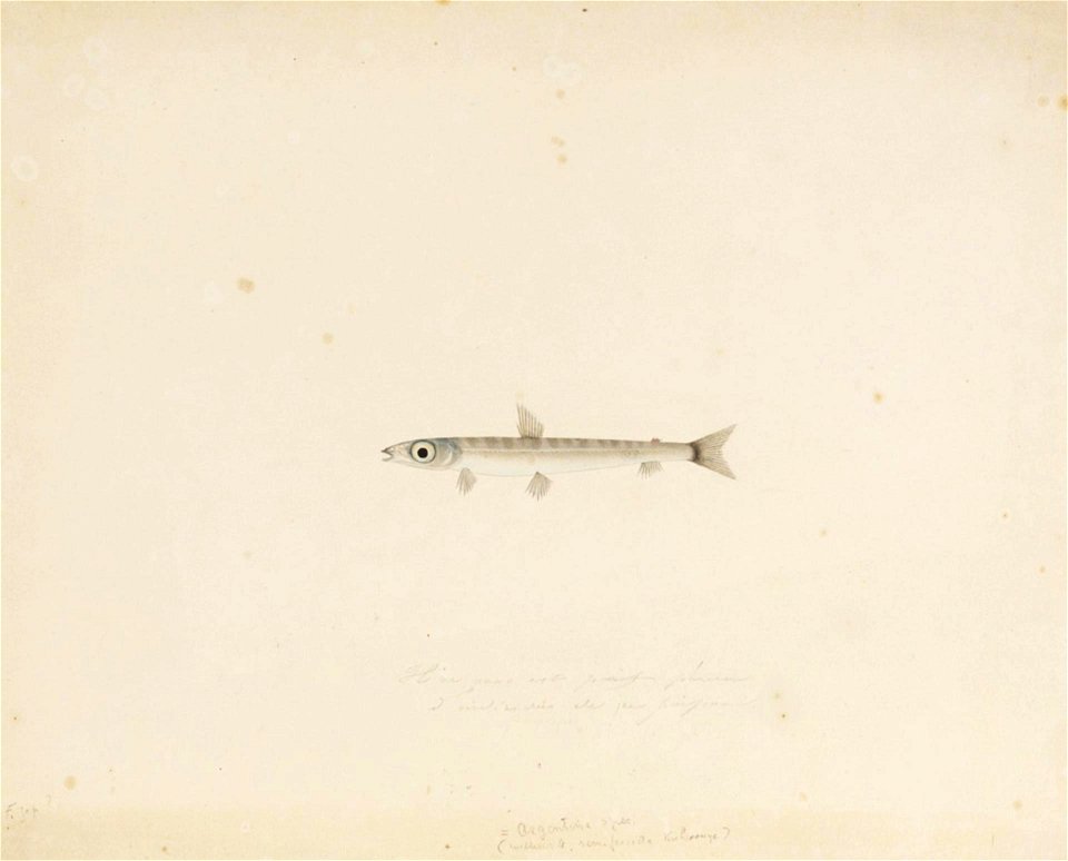 Naturalis Biodiversity Center - RMNH.ART.266 - Argentina kagoshimae Jordan and Snyder - Kawahara Keiga - 1823 - 1829 - Siebold Collection - pencil drawing - water colour