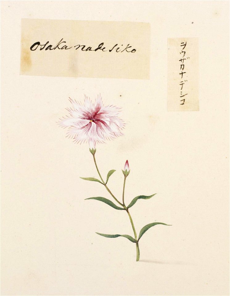 Naturalis Biodiversity Center - RMNH.ART.790 - Dianthus x isensis - Kawahara Keiga - 1823 - 1829 - Siebold Collection - pencil drawing - water colour