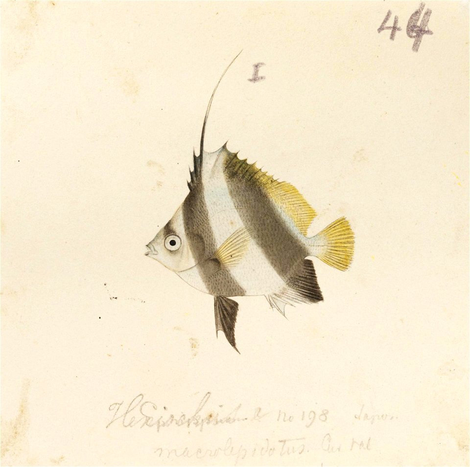Naturalis Biodiversity Center - RMNH.ART.510 - Heniochus acuminatus (Linnaeus) - Kawahara Keiga - 1823 - 1829 - Siebold Collection - pencil drawing - water colour