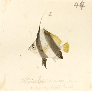 Naturalis Biodiversity Center - RMNH.ART.510 - Heniochus acuminatus (Linnaeus) - Kawahara Keiga - 1823 - 1829 - Siebold Collection - pencil drawing - water colour
