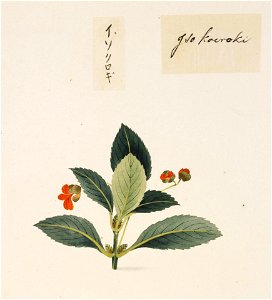 Naturalis Biodiversity Center - RMNH.ART.831 - Euonymus japonicus - Kawahara Keiga - 1823 - 1829 - Siebold Collection - pencil drawing - water colour