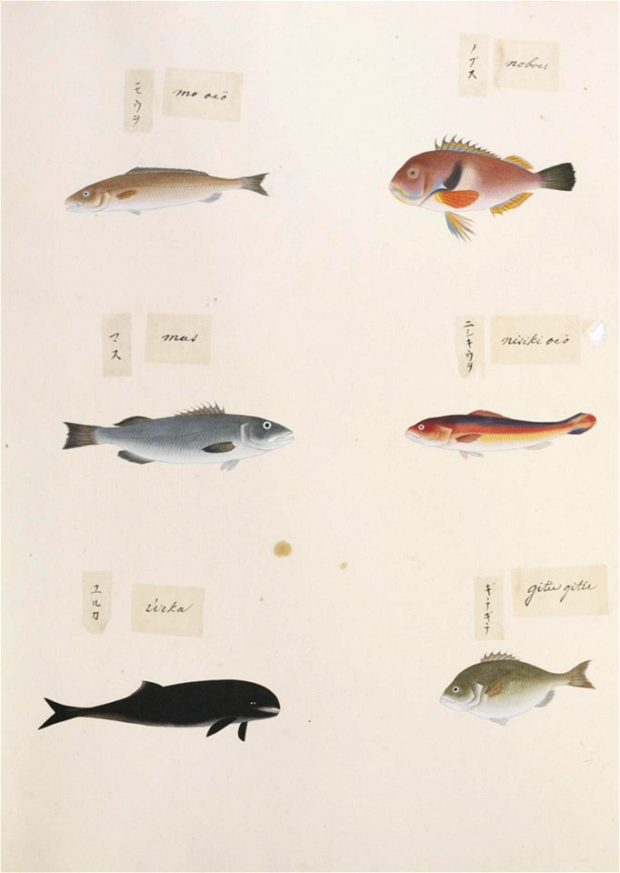 Naturalis Biodiversity Center - RMNH.ART.314 - Choerodon azurio - Indets - Kawahara Keiga - 1823 - 1829 - Siebold Collection - pencil drawing - water colour