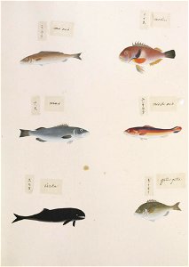 Naturalis Biodiversity Center - RMNH.ART.314 - Choerodon azurio - Indets - Kawahara Keiga - 1823 - 1829 - Siebold Collection - pencil drawing - water colour