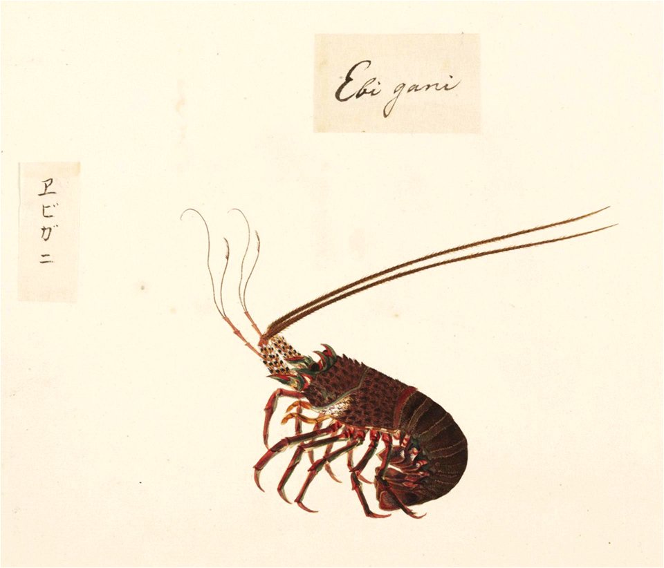 Naturalis Biodiversity Center - RMNH.ART.559 - Panulirus japonicus - Kawahara Keiga - 1823 - 1829 - Siebold Collection - pencil drawing - water colour