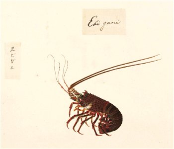 Naturalis Biodiversity Center - RMNH.ART.559 - Panulirus japonicus - Kawahara Keiga - 1823 - 1829 - Siebold Collection - pencil drawing - water colour