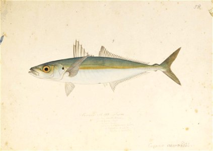 Naturalis Biodiversity Center - RMNH.ART.571 - Decapterus maruadsi (Temminck and Schlegel) - Kawahara Keiga - 1823 - 1829 - Siebold Collection - pencil drawing - water colour