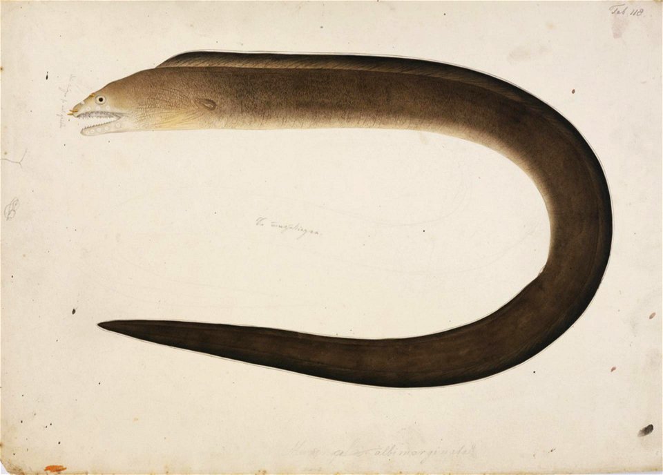 Naturalis Biodiversity Center - RMNH.ART.40 - Gymnothorax hepaticus (Rüppell) - Kawahara Keiga - 1823 - 1829 - Siebold Collection - pencil drawing - water colour