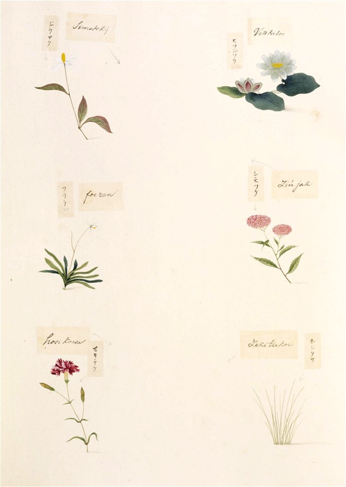 Naturalis Biodiversity Center - RMNH.ART.347-Eriocaulon sp-Dianthus caryophyllus-Vanda falcata-Spiraea japonica-Houttuynia cordata-Nymphaea tetragona-Kawahara Keiga-1823-1829-Siebold Collection-pencil drawing-water colour