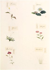 Naturalis Biodiversity Center - RMNH.ART.347-Eriocaulon sp-Dianthus caryophyllus-Vanda falcata-Spiraea japonica-Houttuynia cordata-Nymphaea tetragona-Kawahara Keiga-1823-1829-Siebold Collection-pencil drawing-water colour