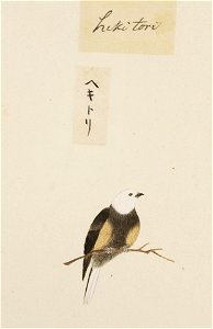 Naturalis Biodiversity Center - RMNH.ART.403 - Lonchura maja Linke - Kawahara Keiga - 1823 - 1829 - Siebold Collection - pencil drawing - water colour