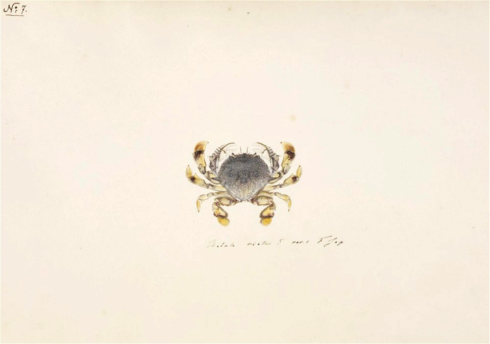Naturalis Biodiversity Center - RMNH.ART.85 - Matuta lunaris - Kawahara Keiga - 1823 - 1829 - Siebold Collection - pencil drawing - water colour
